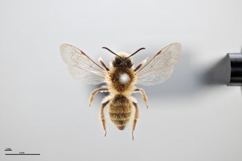 Media type: image;   Entomology 771576 Aspect: habitus dorsal view
